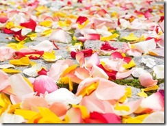 rose-petals-petals-wedding-red-37525-large